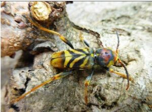 image de longicorne tigre